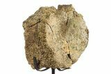 Fossil Hadrosaur Vertebra Centrum w/ Metal Stand - South Dakota #331127-1